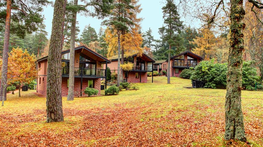 Colorful, fall forest around Craigendarroch Lodges, a Hilton Grand Vacations Club located at Ballater, Scotland, U.K.