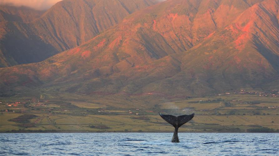 North Pacific Humpback Whale tail sinking back in the water in Maui, Hawaii. 