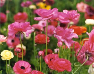 A close up shot of the wildflower super bloom in Carlsbad, California. 