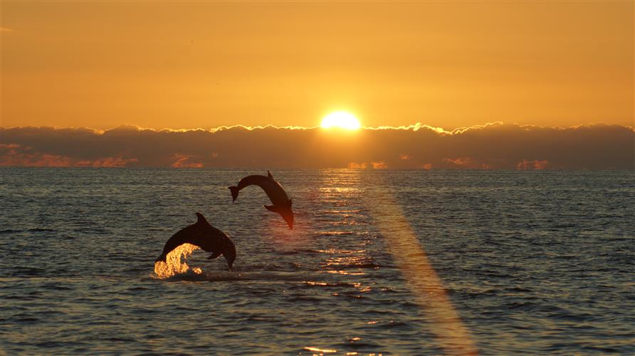 Two dolphins jumping off the Gulf Coast of Florida with the sunset behind them. 
