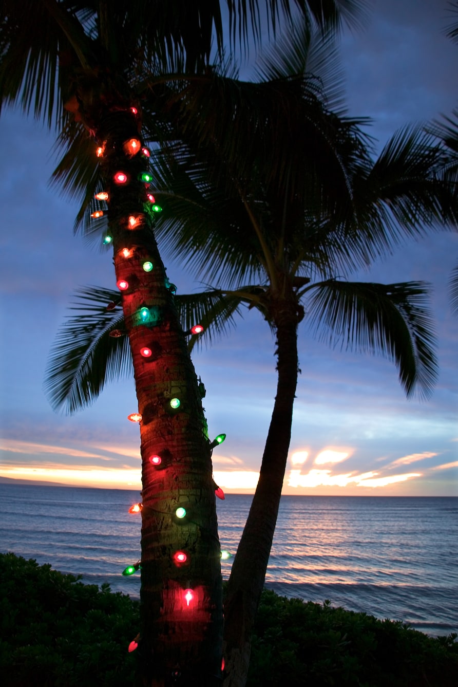 Christmas lights on a palm tree at sunset on the beach. 