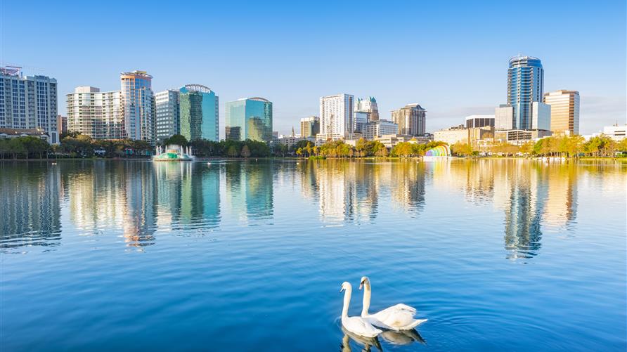 Two swans swimming in Lake Eola in downtown Orlando, Florida. 