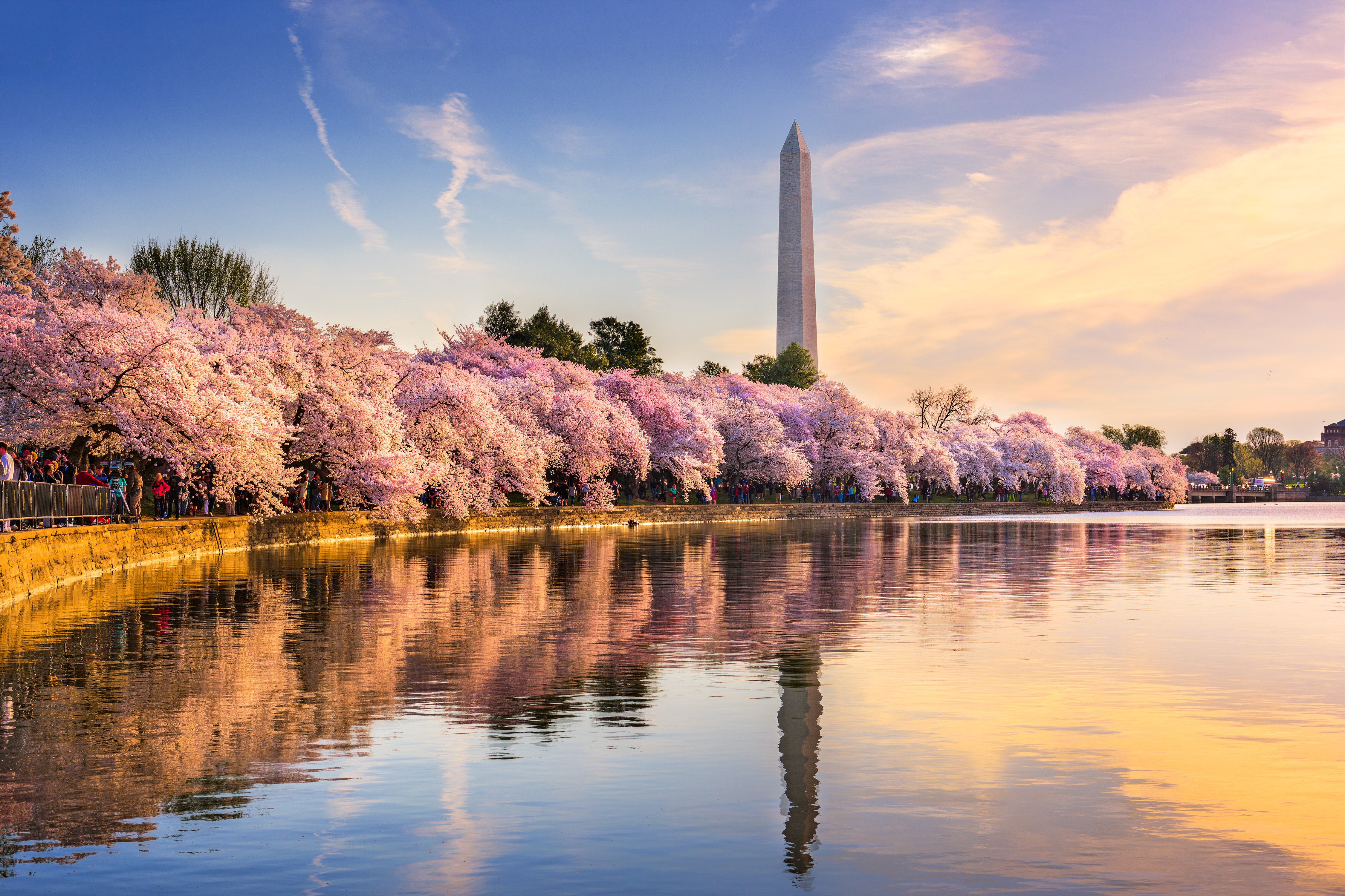 A Can't-Miss Experience: Springtime in D.C.