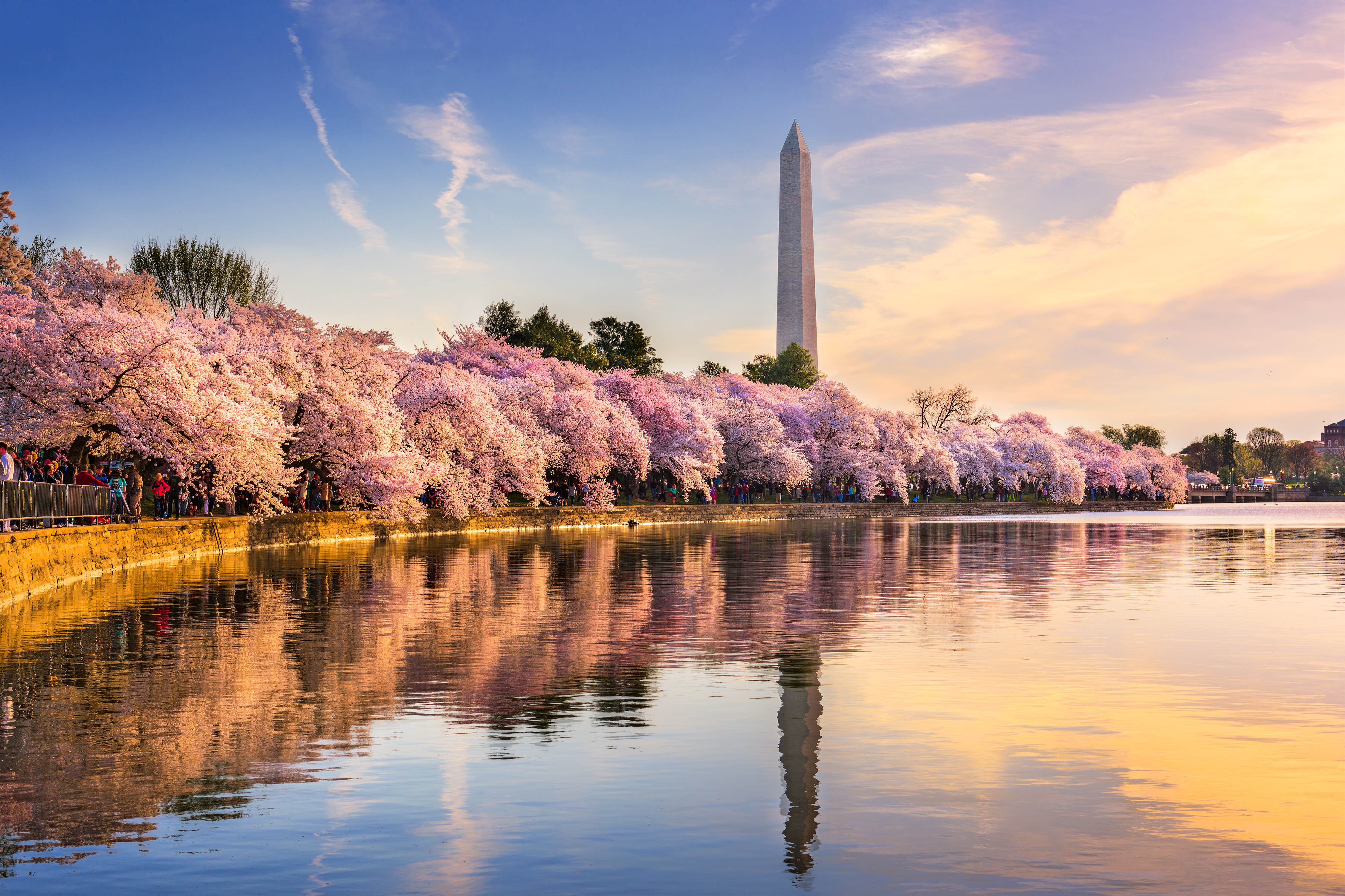 I live in Northern VA, and absolutely love the cherry blossoms