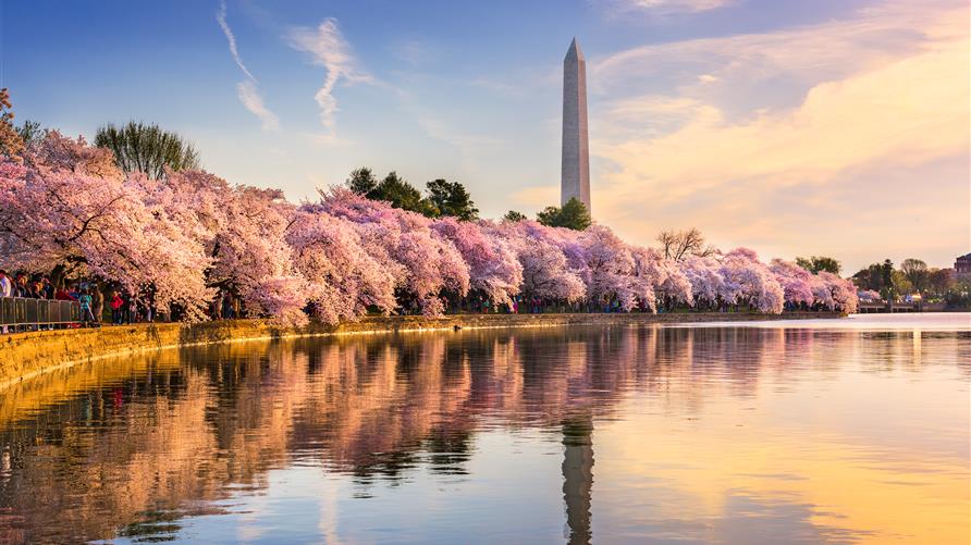A cherry blossom lined body of water with the Washington Monument and pink painted skies in the background in Washington, D.C.