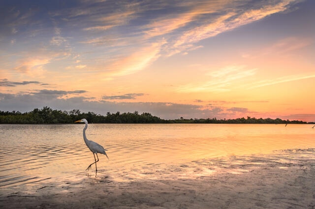 Bird walking along a Florida Atlantic coastline at sunset. 