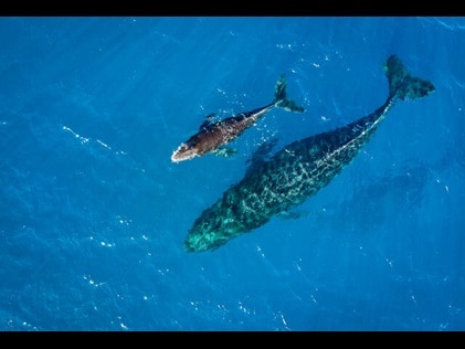 Aerial view of two humpback whales in the crystal clear blue waters of Maui, Hawaii. 
