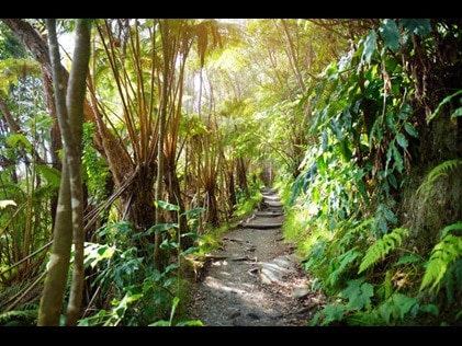 Hawaii hiking trail. 