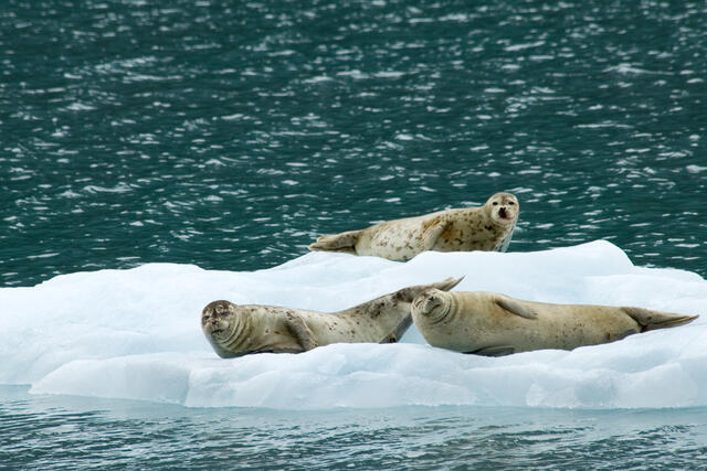 Seals on a small iceberg in Alaska.