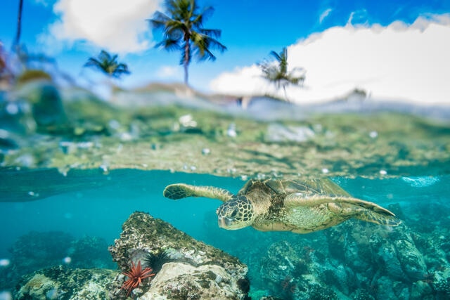 Underwater shot of a sea turtle swimming in the Pacific Ocean, off the coast of the Big Island of Hawaii. 