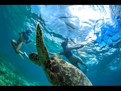 Snorkelers swimming with sea turtles. 