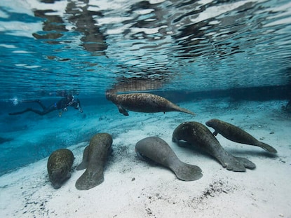 Underwater shot of manatees in Florida. 