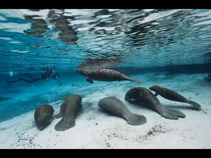 Underwater shot of manatees in Florida. 