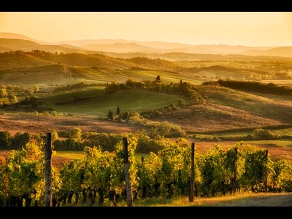Vineyards glowing with autumn sunset hues.
