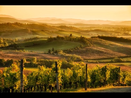 Vineyards glowing with autumn sunset hues. 