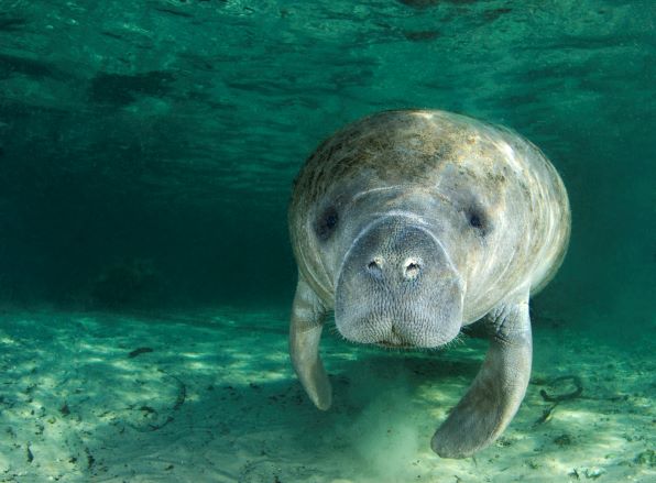 Underwater close up of a manatee in Crystal River, Florida.