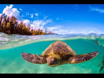 Underwater shot of a sea turtle in Hawaii.