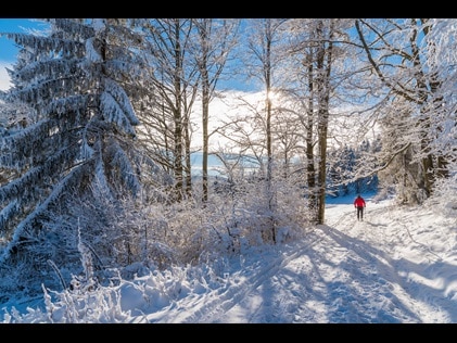 Person walking into snow-covered forest. 
