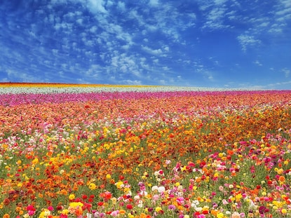 The Flower Fields at Carlsbad Ranch in stunning full bloom, California. 