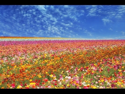 The Flower Fields at Carlsbad Ranch in stunning full bloom, California. 