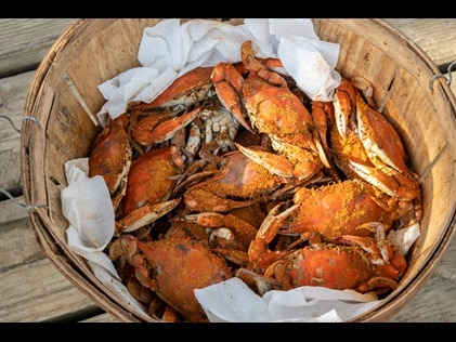 Basket of freshly caught blue crab, Viriginia. 