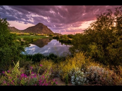 Stunning desert scene of wildflowers and lake with mountains in the distance, Scottsdale, Airzona.