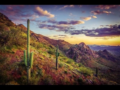 Picturesque desert scene with cactus and wildflowers at sunset, Scottsdale, Airzona.