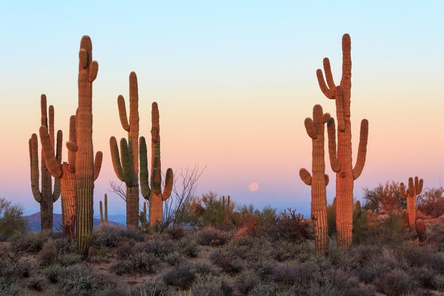 Sunset desert scene with catcus, Scottsdale, Airzona.