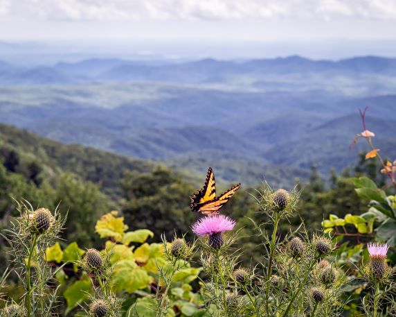 Close up shot of a Monarch butterfly sitting atop a wild mountain flower with a hazy mountain range in the distance, Tennessee. 