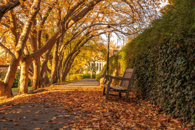 Sun shining through golden fall foliage onto a Central Park bench, New York, New York. 