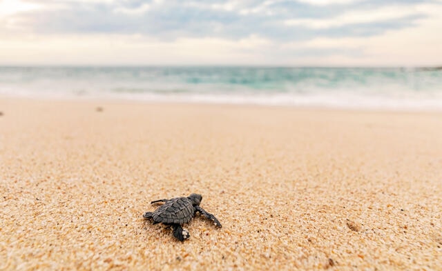 Close up of baby sea turtle on golden sand with cotten candy skies in the distance, Los Cabos, Mexico. 