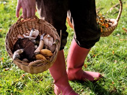 A forager wearing rain boots carries a basket with foraged goods, including mushrooms and berries