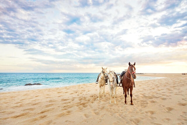 Horses walking along shoreline, gorgeous Los Cabos beach, sunset skies, Mexico. 