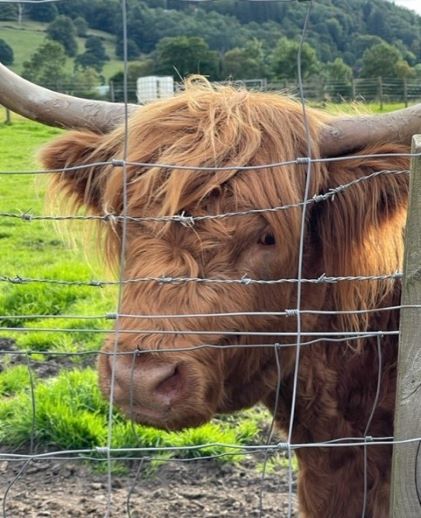 A Highland cow found in Scotland