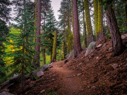 A secluded forest trail near Lake Tahoe