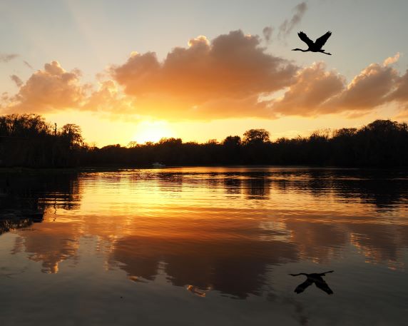 Idyllic image, bird flying over lake, sunrise, Central Florida. 