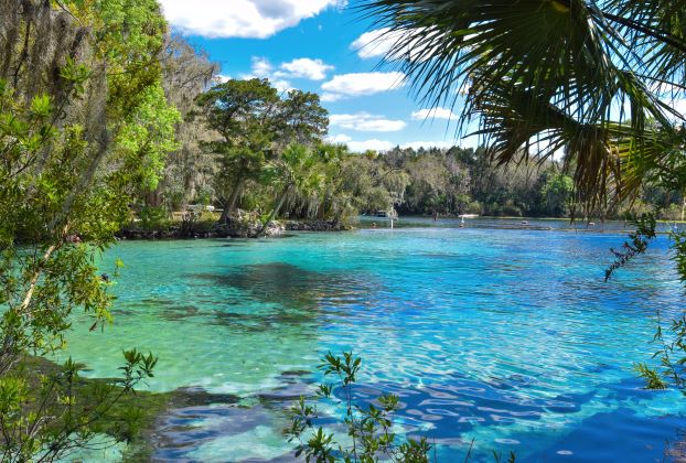 Beautiful clear waters surrounded by trees, Florida fresh water springs. 