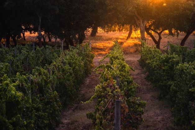 Winery scene, sunset rays glowing between vineyards, Portugal. 