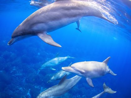 A group of dolphins swim in crystal-clear blue water