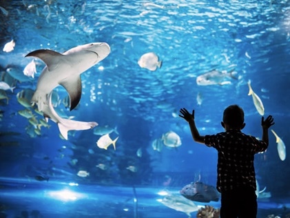 A child watches fish and sharks in an aquarium