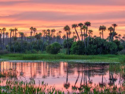 Sunset at wetlands park in central Florida