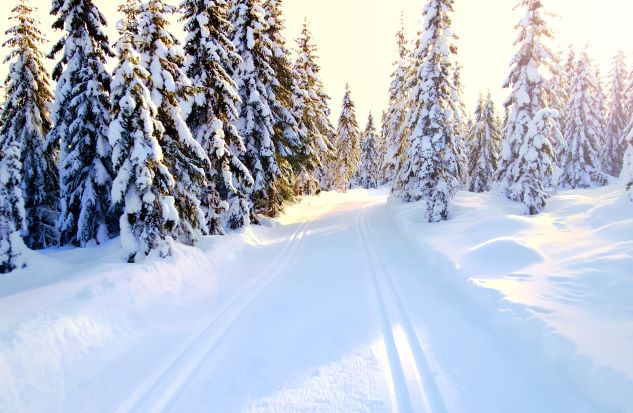 Gorgeous point of view shot of snow-covered evergreens along cross country ski trail. 