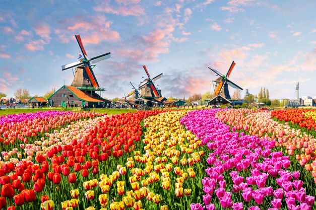 Gorgeous image of brightly colored tulips with windmills in the distance and cotton candy colored skies, Netherlands. 
