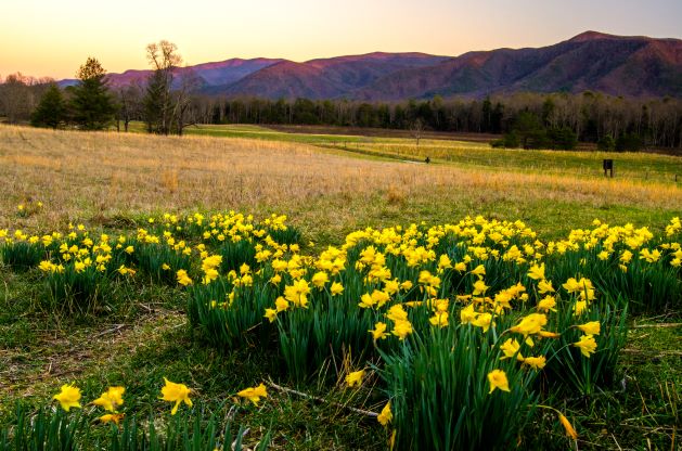 Cades Cove at sunrise with beautiful yellow wild flowers, the Great Smoky Mountains. 