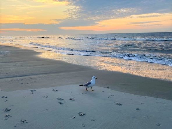 Peaceful beach scene, seagul walking low tide and beautiful sunrise, Hilton Head island, South Carolina. 
