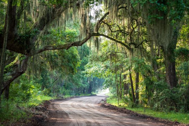 Sunshining through idyllic Live Oaks onto a winding dirt road, Daufuskie Island, South Carolina.