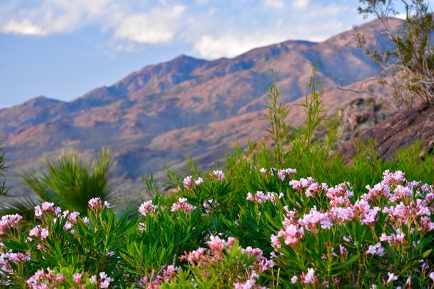 Springtime flowers in full bloom with desert mountains in the distance, Palm Springs, California. 