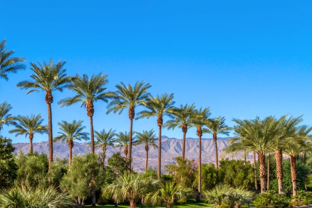 Stunning image of palm trees with desert mountains in the distance, Coachella Valley, Palm Springs, California.