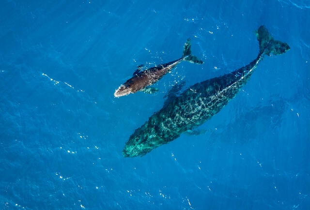 stunning aerial shot of two Humpback whales swimming in clear blue waters, Maui, Hawaii. 
