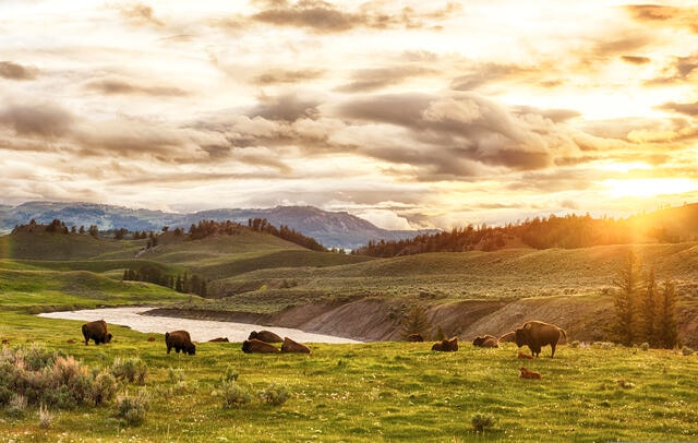 Beautiful mountain panorama with buffalo grazing along side a idyllic stream, American Mountain West. 